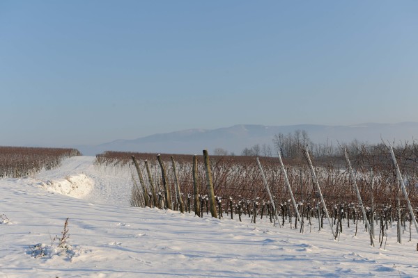 Merdingen_Tuniberg_26.12.2010_14.JPG