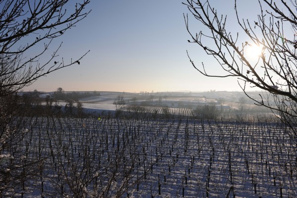 Merdingen_Tuniberg_26.12.2010_17.JPG