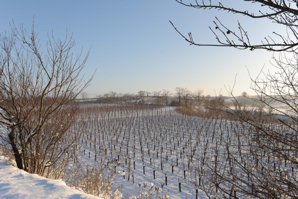 Merdingen_Tuniberg_26.12.2010_18.JPG