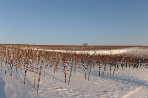Merdingen_Tuniberg_26.12.2010_19.JPG