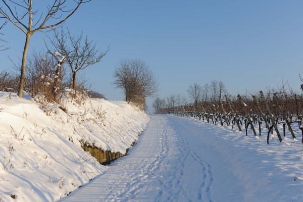 Merdingen_Tuniberg_26.12.2010_22.JPG