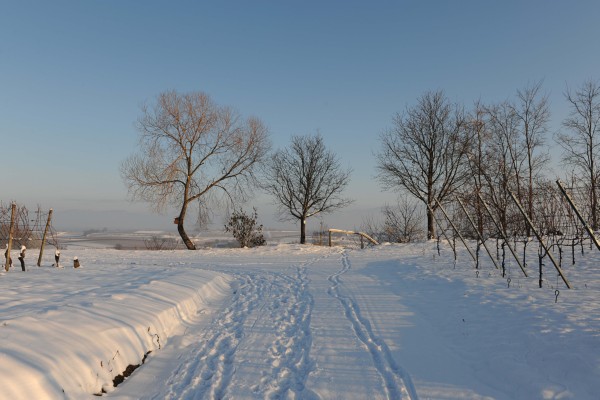 Merdingen_Tuniberg_26.12.2010_23.JPG