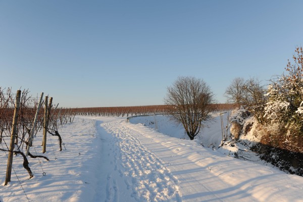 Merdingen_Tuniberg_26.12.2010_25.JPG