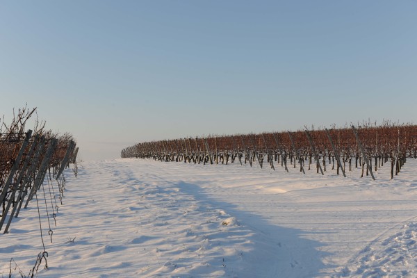 Merdingen_Tuniberg_26.12.2010_26.JPG
