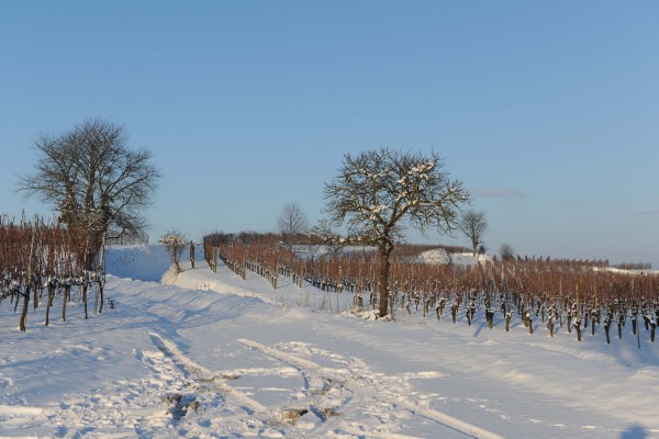 Merdingen_Tuniberg_26.12.2010_27.JPG