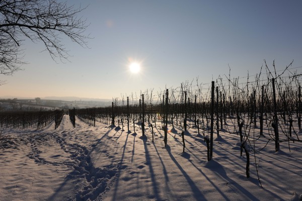 Merdingen_Tuniberg_26.12.2010_29.JPG