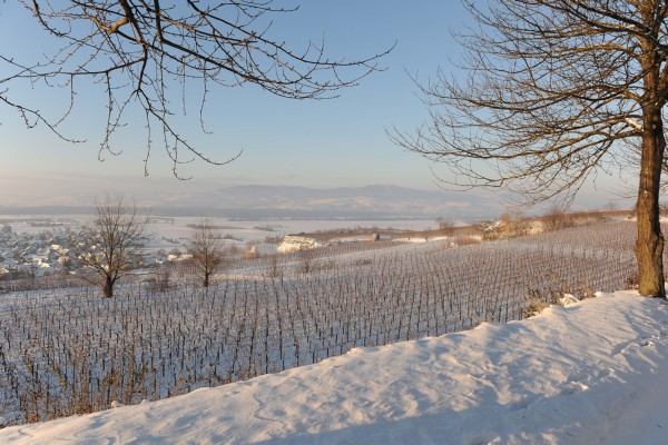 Merdingen_Tuniberg_26.12.2010_30.JPG