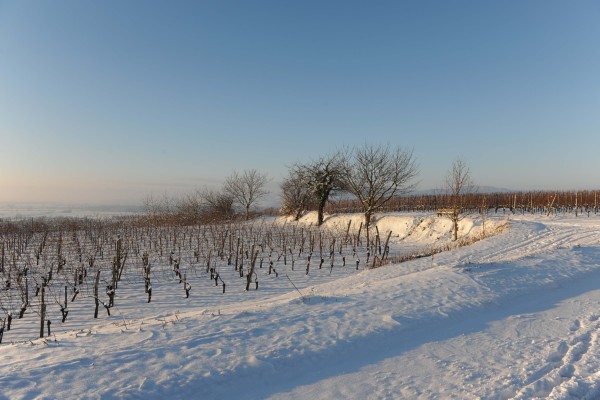 Merdingen_Tuniberg_26.12.2010_31.JPG