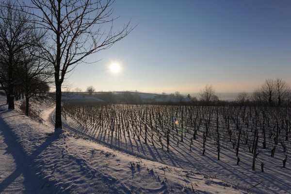 Merdingen_Tuniberg_26.12.2010_32.JPG