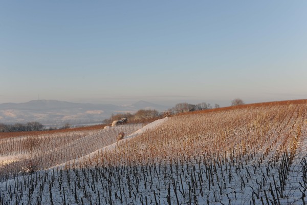 Merdingen_Tuniberg_26.12.2010_33.JPG