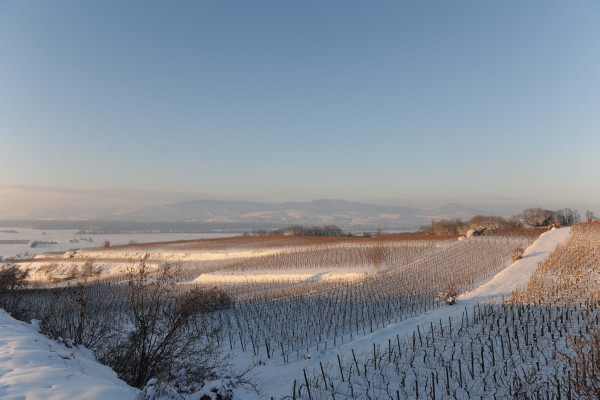 Merdingen_Tuniberg_26.12.2010_34.JPG
