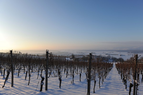 Merdingen_Tuniberg_26.12.2010_36.JPG