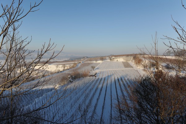 Merdingen_Tuniberg_26.12.2010_4.JPG