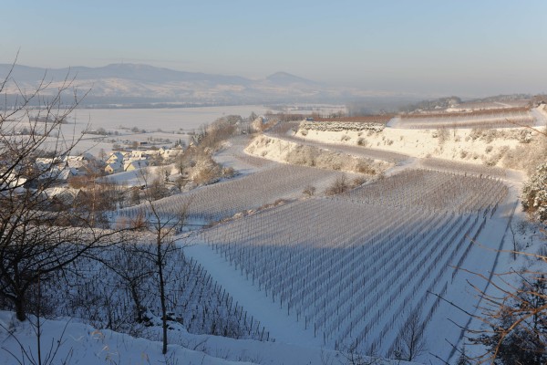 Merdingen_Tuniberg_26.12.2010_7.JPG