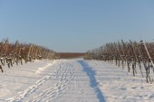 Merdingen_Tuniberg_26.12.2010_12.JPG