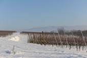 Merdingen_Tuniberg_26.12.2010_14.JPG