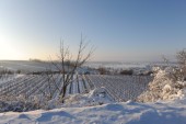 Merdingen_Tuniberg_26.12.2010_15.JPG