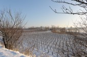 Merdingen_Tuniberg_26.12.2010_18.JPG