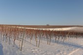 Merdingen_Tuniberg_26.12.2010_19.JPG