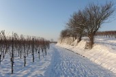 Merdingen_Tuniberg_26.12.2010_20.JPG