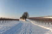 Merdingen_Tuniberg_26.12.2010_21.JPG