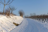 Merdingen_Tuniberg_26.12.2010_22.JPG
