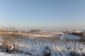Merdingen_Tuniberg_26.12.2010_24.JPG