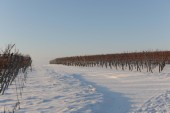 Merdingen_Tuniberg_26.12.2010_26.JPG