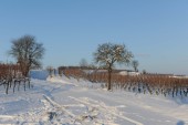 Merdingen_Tuniberg_26.12.2010_27.JPG