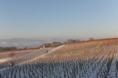 Merdingen_Tuniberg_26.12.2010_33.JPG