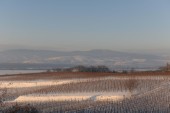 Merdingen_Tuniberg_26.12.2010_35.JPG