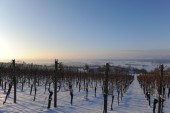 Merdingen_Tuniberg_26.12.2010_36.JPG