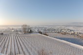 Merdingen_Tuniberg_26.12.2010_8.JPG